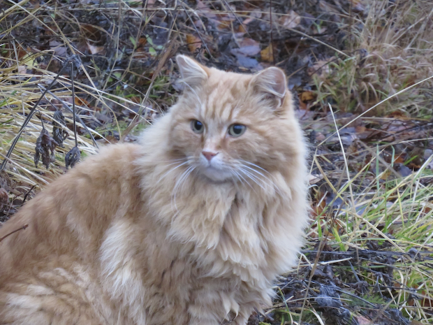 katten Frasse